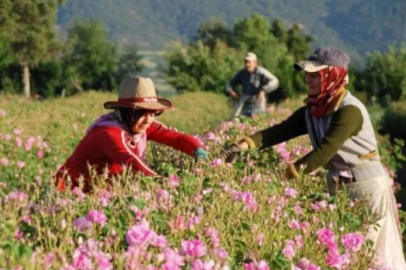 Pembe Tarlalardan Dünya Pazarına Uzanan Yolculuk