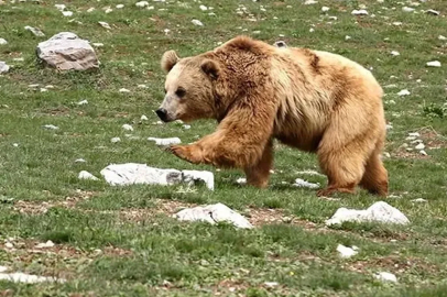 Seferihisar'da Ayı Saldırısı