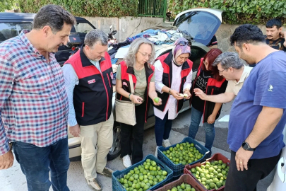 Bursa siyah inciri için ilek kontrolleri tamamlandı