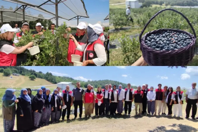 Bursa’da organik maviyemiş üretimi yaygınlaşıyor