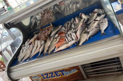 Aliağa’da balık günlük, sofra taze